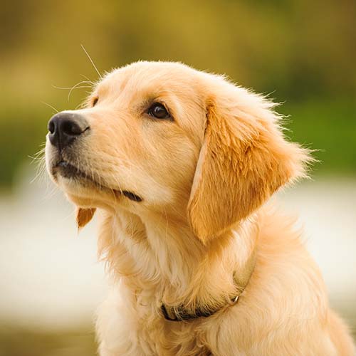 average cost of golden retriever puppy