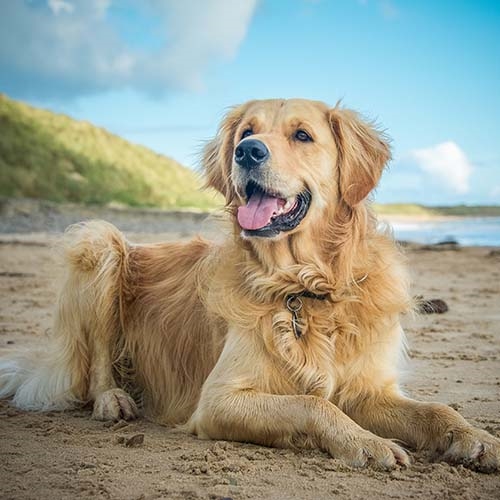 Golden Retriever Pdsa