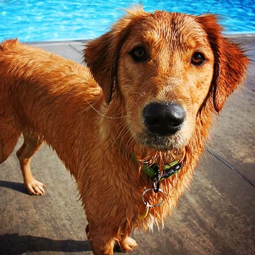 Things to Know Before Getting a Golden Retriever