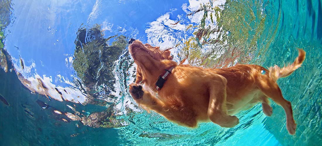 Golden Retriever swimming