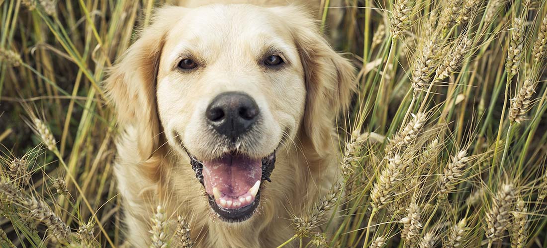 Golden Retriever smiling at camera