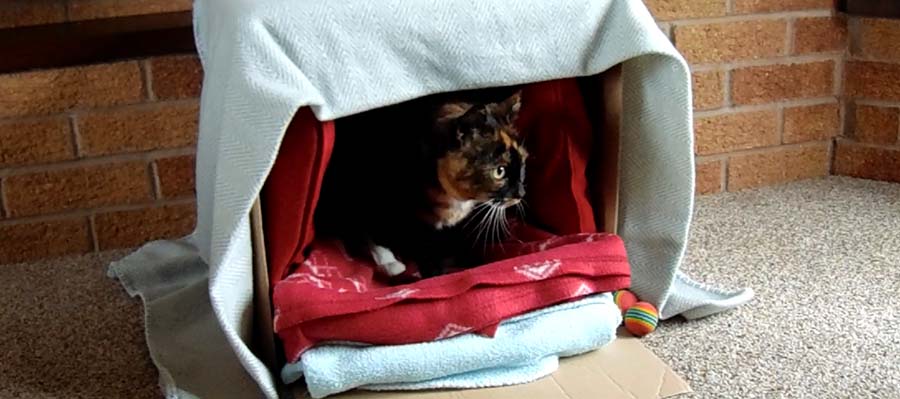 Tortoiseshell cat in home-made den