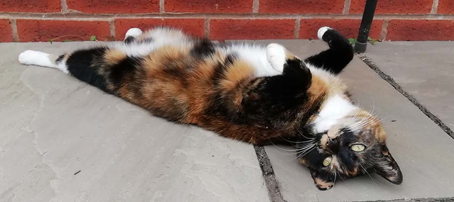 Tortoiseshell cat lying down