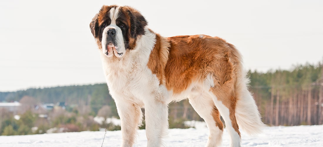 Saint Bernard standing tall in snowy environment