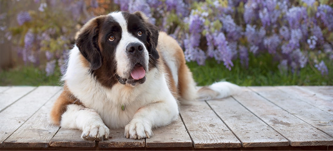 Saint Bernard lying down and looking upwards