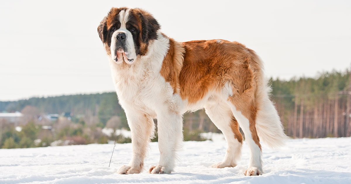 saint-bernard-og-min.jpg