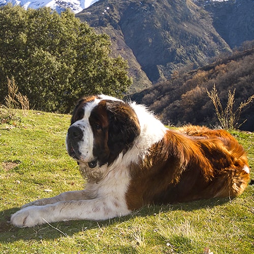 saint bernard information