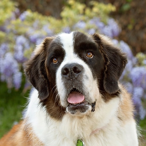 Saint Bernard Pdsa