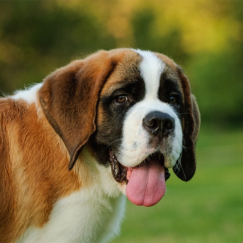 do saint bernards get along with cats