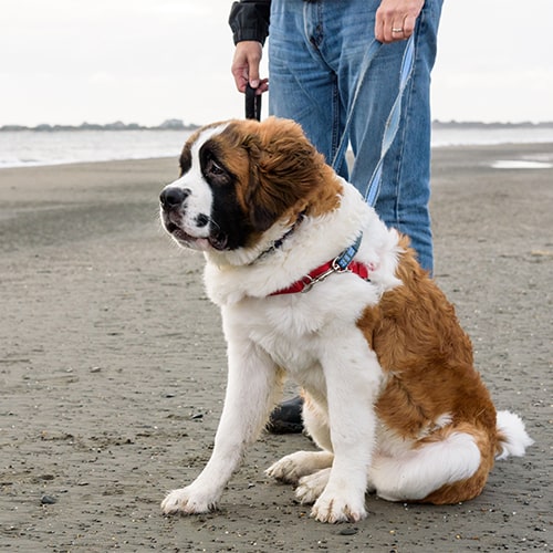 st bernard adoption uk