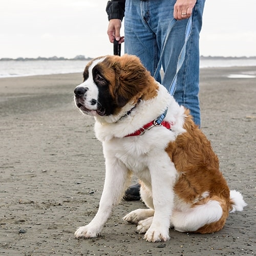 Saint Bernard Pdsa