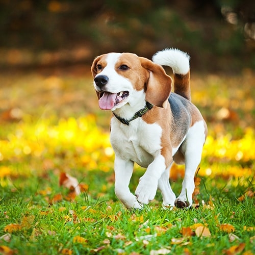 is a beagle a good family dog