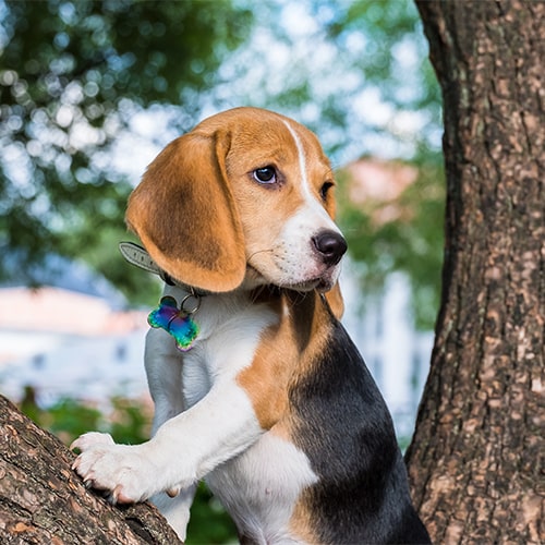 famous beagles in history