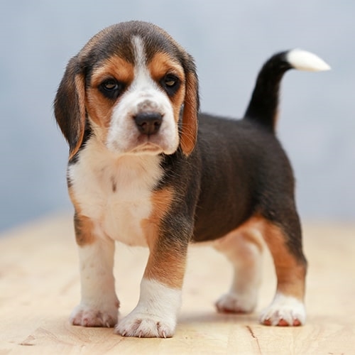 India how beagle much cost in a does Beagle Puppies
