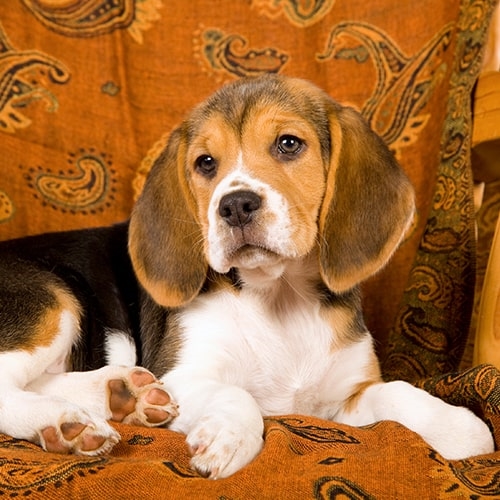 why do beagles want to eat so much