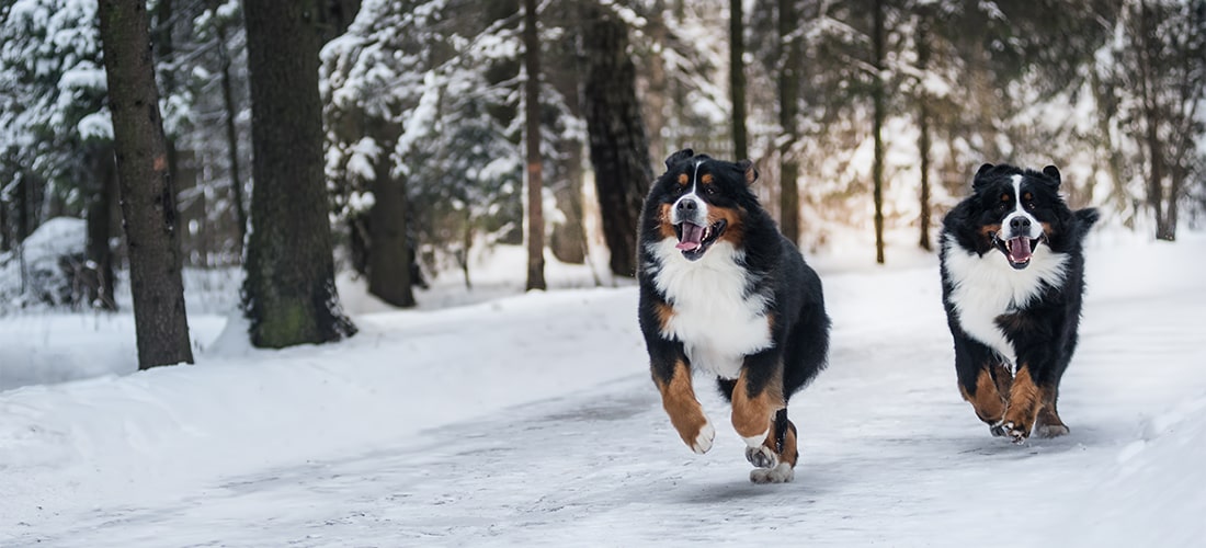Two fluffy Bernese Mountain Dogs running in a snowy forest