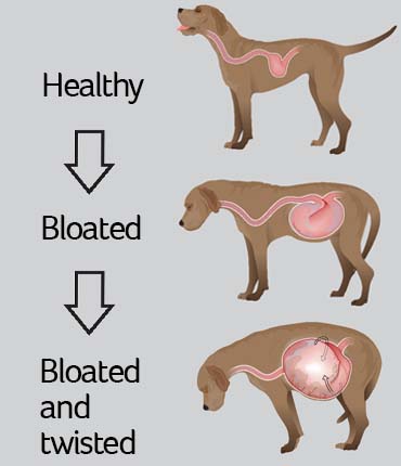 Illustration showing GDV in dogs