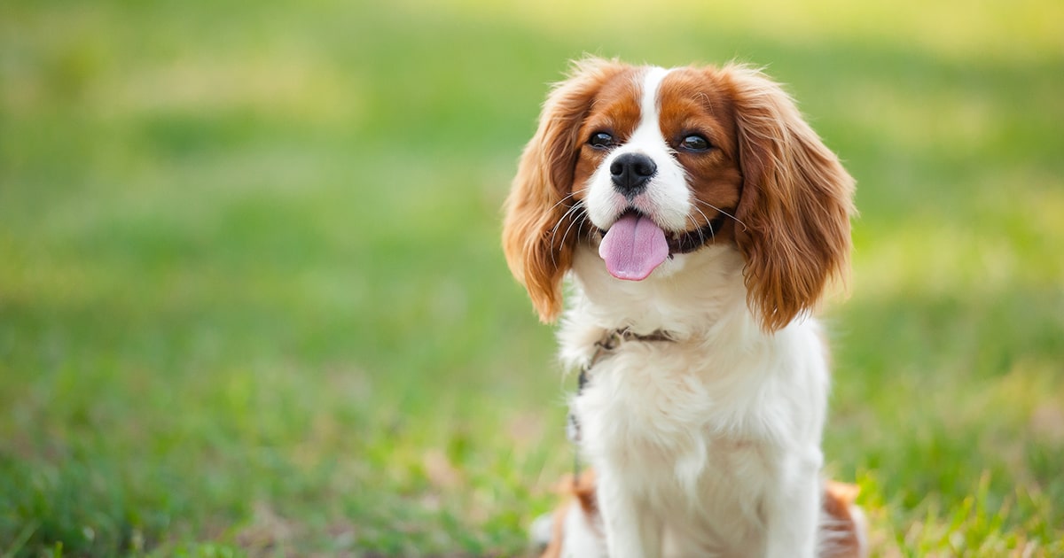 buy king charles cavalier puppy