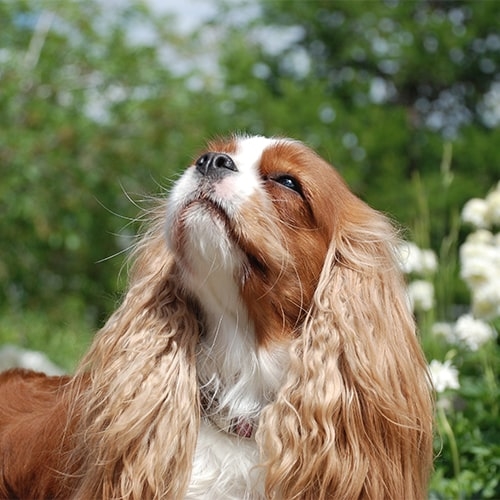 Cavalier King Charles Spaniel Pdsa