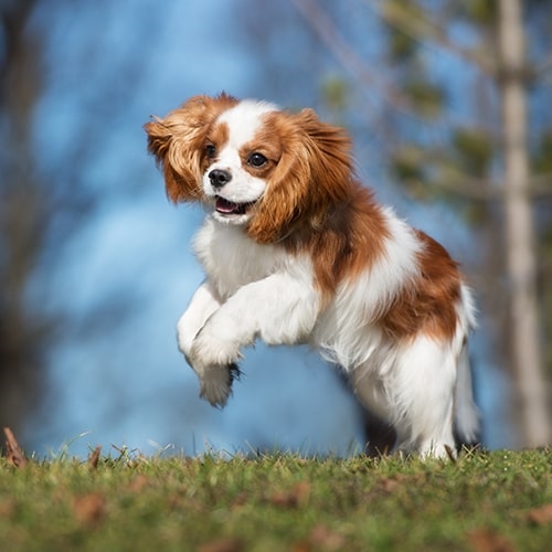 Cavalier King Charles Spaniel Pdsa Cavalier King Charles Spaniel Pdsa