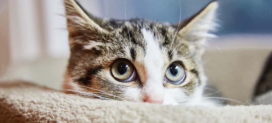 Tabby and white cat looking over bed