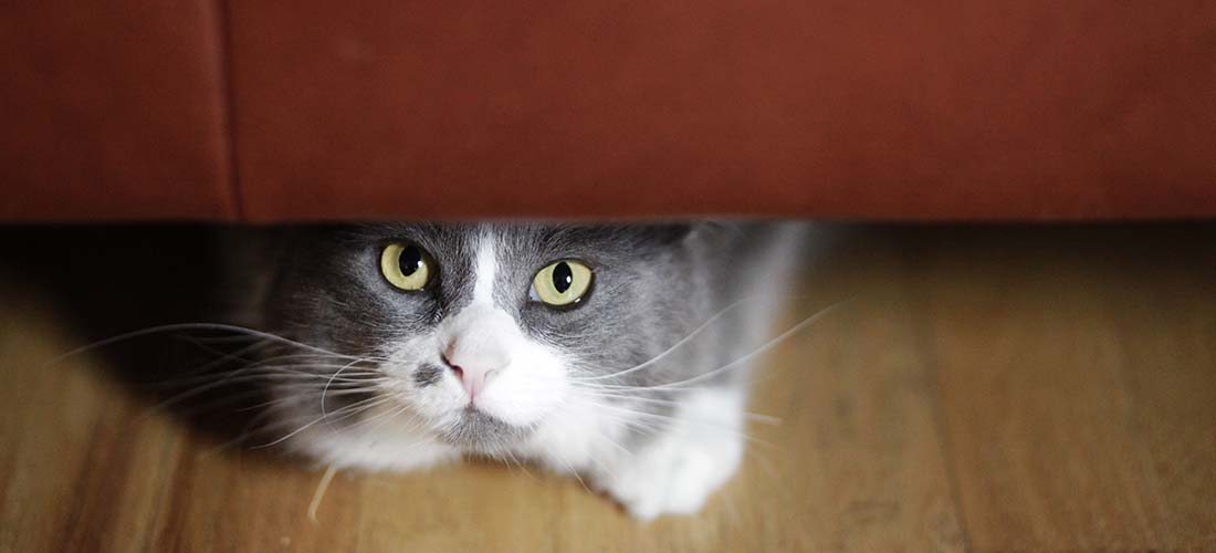 Grey and white cat looking up from under sofa
