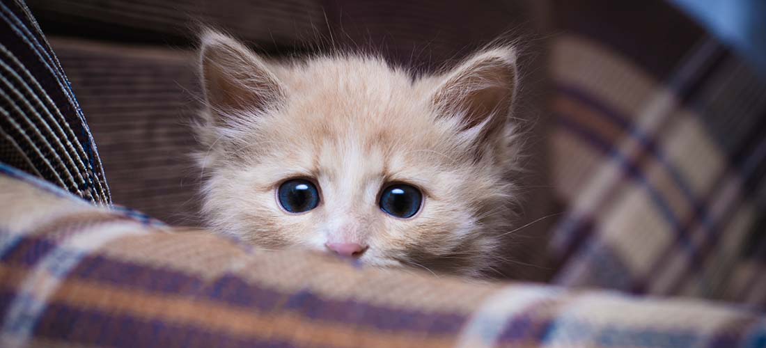 Ginger kitten hiding in cat bed