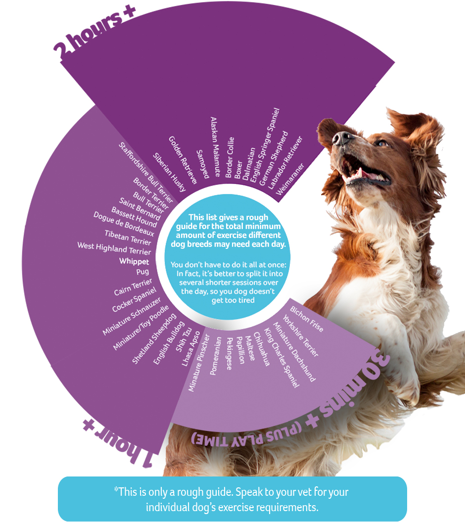 Dog Breed Exercise Chart