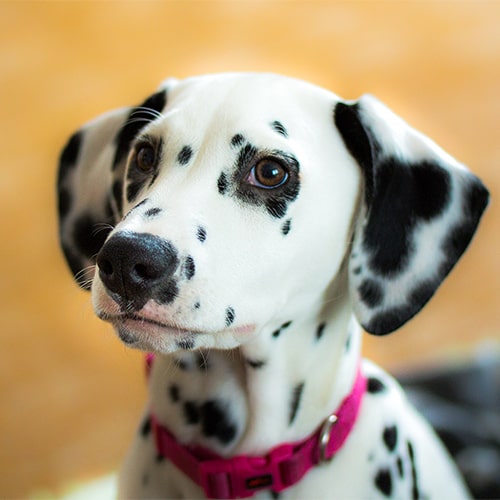 reputable dalmatian breeders