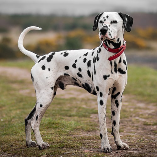 what is a dalmatian