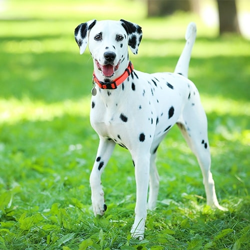 how many puppies can a dalmatian have
