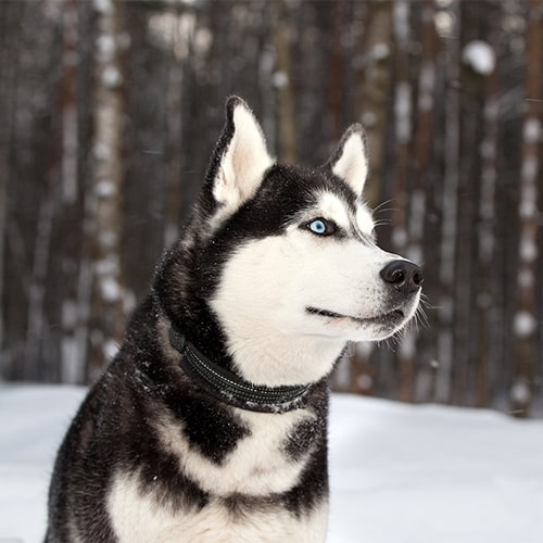 best flea treatment for huskies