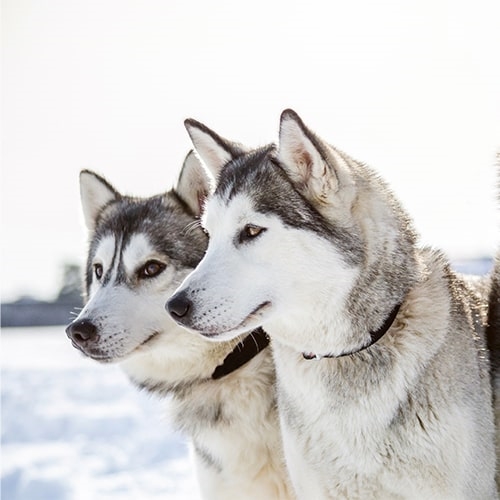 are siberian huskies better in pairs