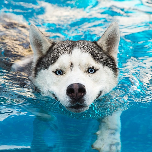 best flea treatment for huskies