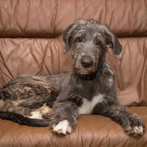 irish wolfhound with kids