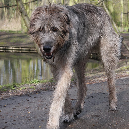 irish wolfhound shedding