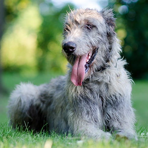 Alaskan wolfhound hot sale
