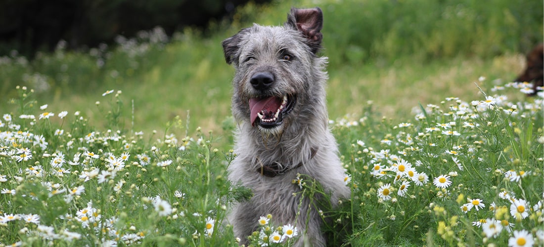 The Five Cheapest And Most Expensive Dog Breeds To Insure Bought By Many