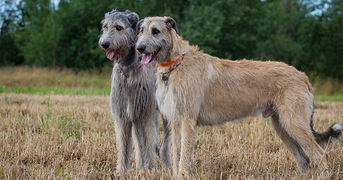 Irish Wolfhound - PDSA