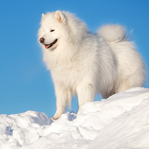 picture of a samoyed