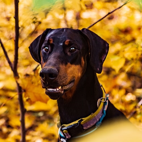 Dobermann oreilles et queue coupées Forum Autres sujets chiens Wamiz