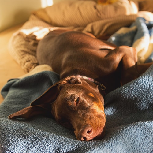 Buy doberman best sale puppy online