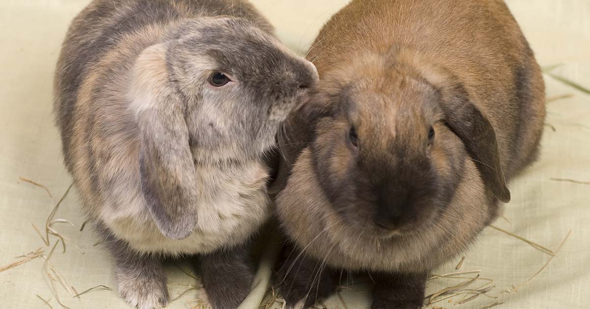 How can I keep my rabbits warm in cold weather? - PDSA
