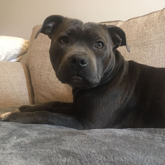 cookie the staffie