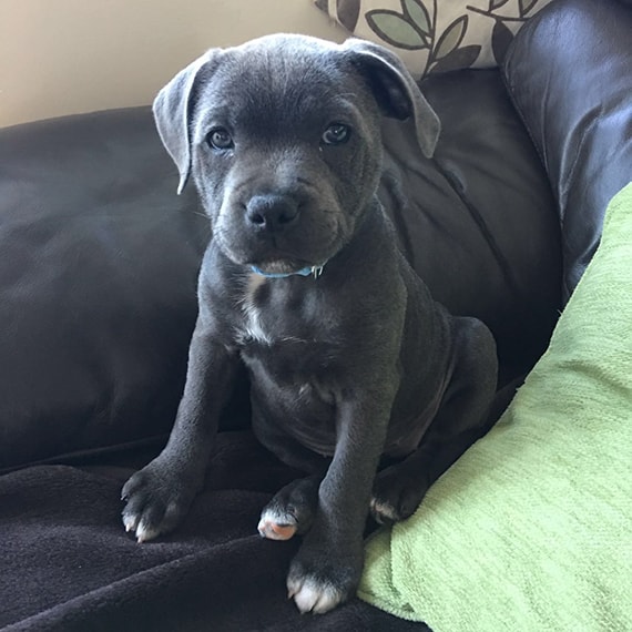 staffy 8 weeks old