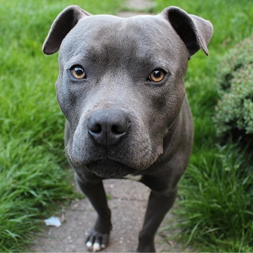 Staffordshire Bull Terrier… Everything You Need To Know At A Glance!