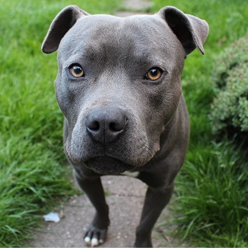 Staffordshire Bull Terrier Pdsa