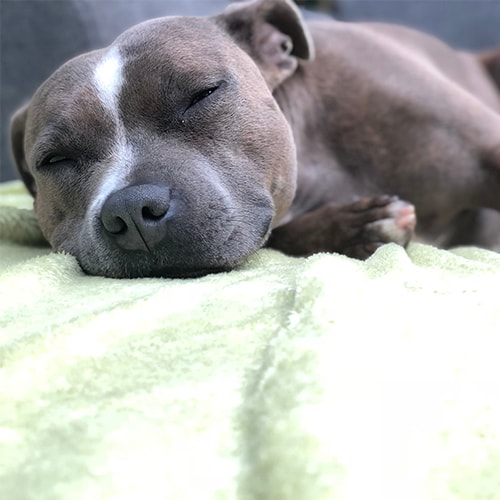 cookie the staffie