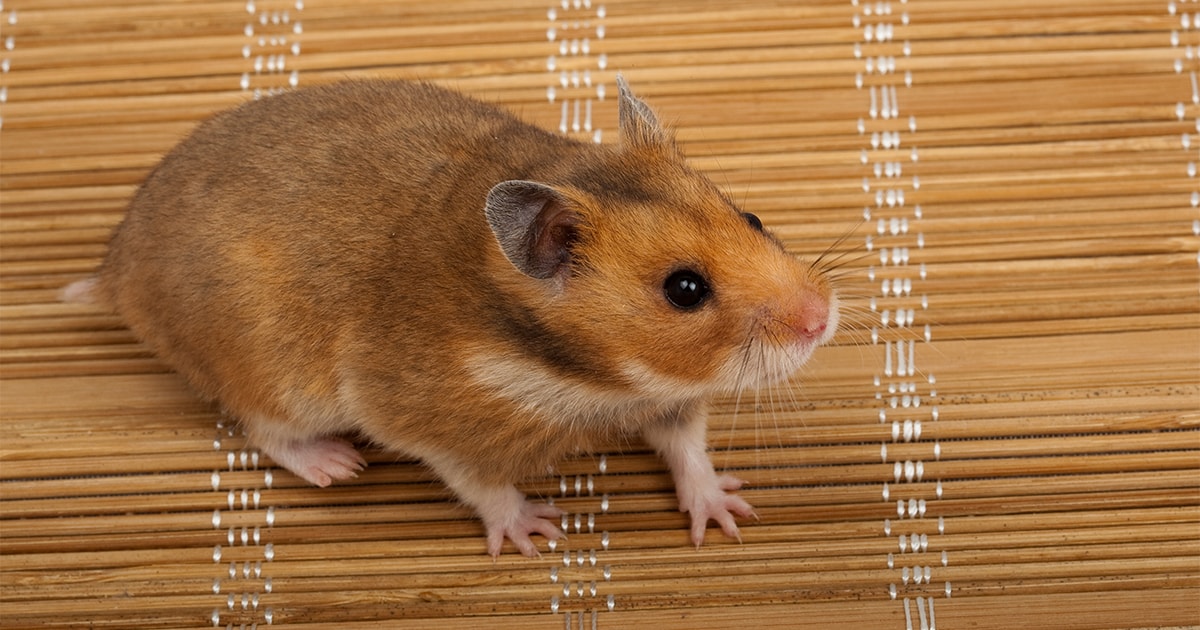 Hamster advice PDSA