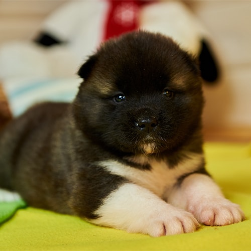 japanese akita x staffy